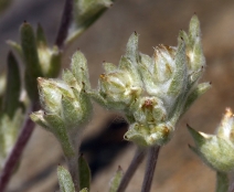 Logfia filaginoides