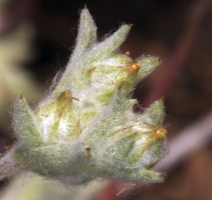 Logfia filaginoides