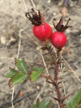 Rosa spithamea