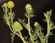 Matricaria occidentalis
