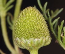 Matricaria occidentalis