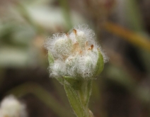 Micropus californicus var. californicus
