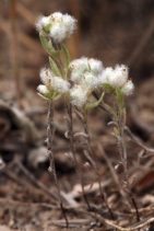 Micropus californicus