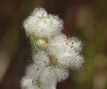 Micropus californicus var. californicus