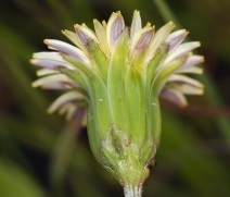 Microseris douglasii