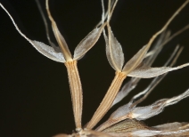 Microseris douglasii ssp. douglasii