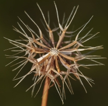 Microseris douglasii