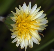 Microseris douglasii