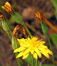 Microseris nutans