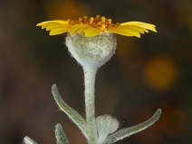 Monolopia lanceolata