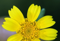 Monolopia lanceolata