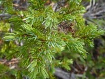 Juniperus communis