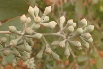 Eucalyptus polyanthemos