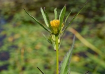 Bidens frondosa