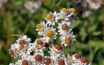 Anaphalis margaritacea