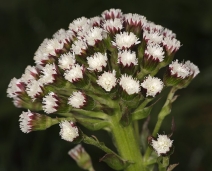 Petasites frigidus var. palmatus