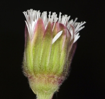 Petasites frigidus var. palmatus