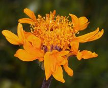 Raillardella pringlei