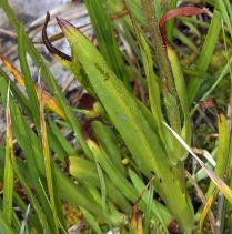 Raillardella pringlei