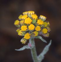 Senecio aronicoides