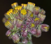 Senecio aronicoides