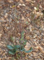 Senecio aronicoides
