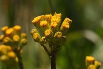 Senecio hydrophiloides
