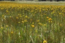 Senecio hydrophiloides