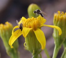 Senecio spartioides