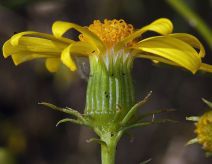 Senecio spartioides