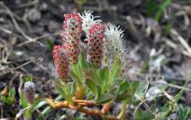 Salix petrophila