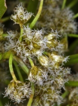 Scirpus microcarpus