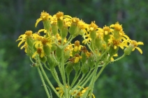 Senecio triangularis