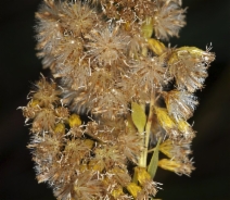 Solidago velutina ssp. californica