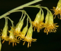 Solidago velutina ssp. californica