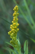 Solidago elongata