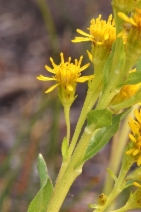 Solidago multiradiata