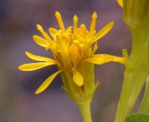 Solidago multiradiata
