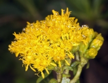 Solidago spathulata
