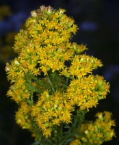 Solidago spectabilis