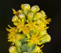 Solidago velutina ssp. californica