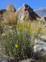 Solidago velutina