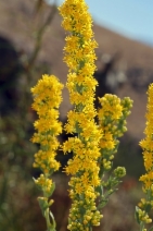 Solidago velutina