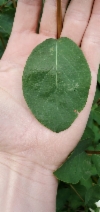 Symphoricarpos albus var. laevigatus