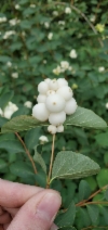 Symphoricarpos albus var. laevigatus
