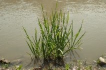 Sparganium eurycarpum var. eurycarpum