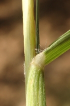 Cenchrus longisetus