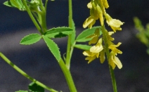 Melilotus officinalis