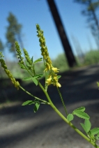 Melilotus officinalis