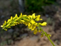 Melilotus officinalis